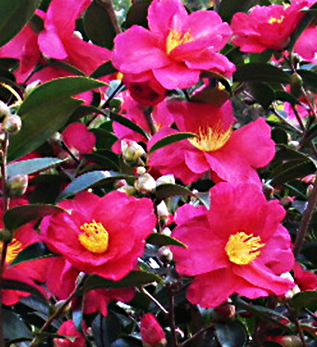 赤色のサザンカ（山茶花）の写真