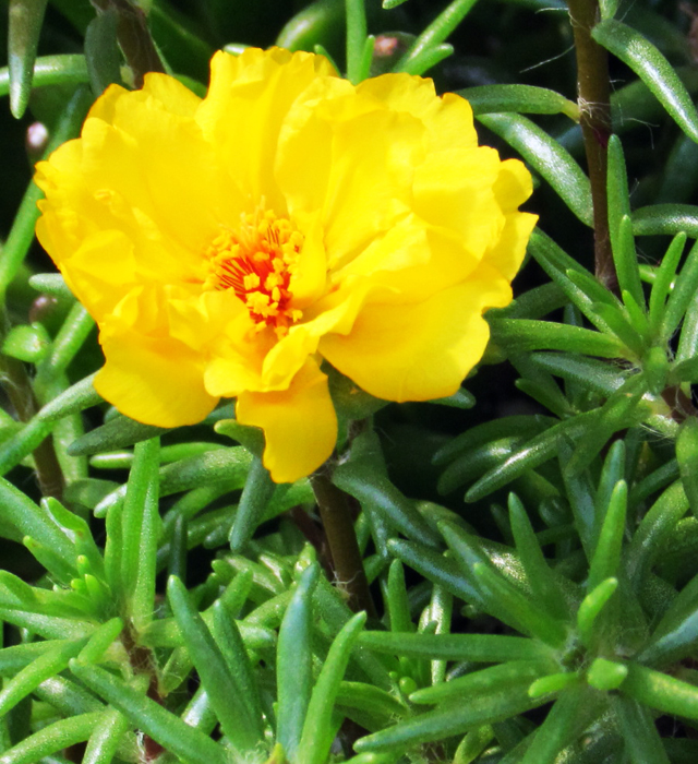 マツバボタン 松葉牡丹 の花言葉と誕生花 花の持つ言葉