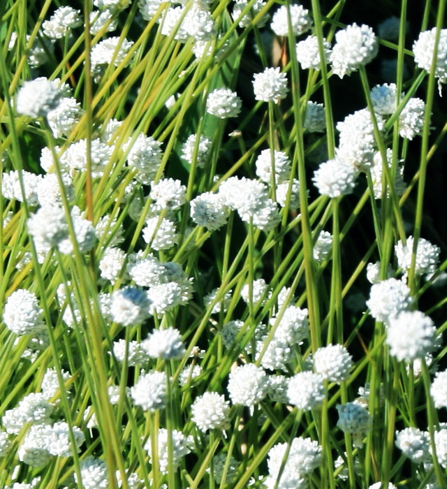 シラタマホシクサ（白玉星草）の写真