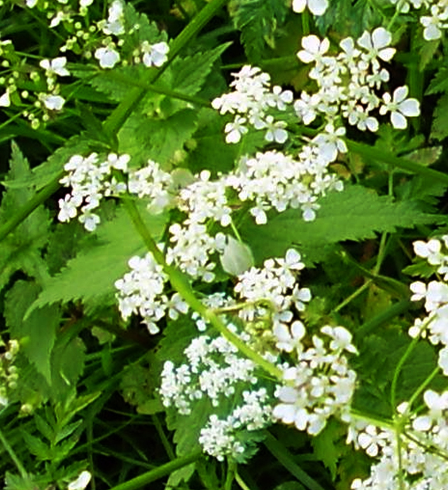 チャービルの花言葉と誕生花 花の持つ言葉