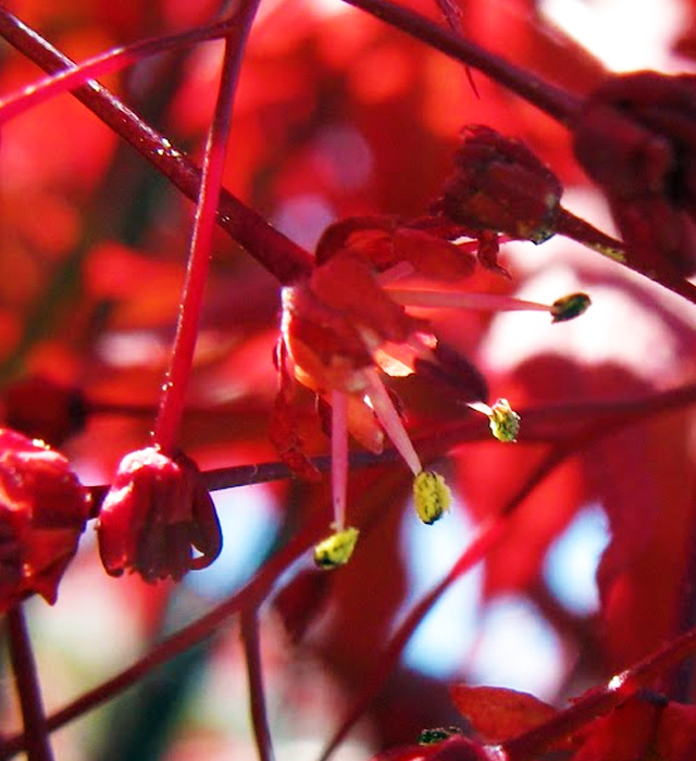 カエデ 槭 槭樹 楓 の花言葉と誕生花 花の持つ言葉