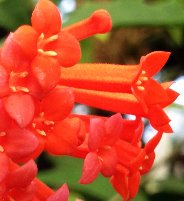 ブバルディアの花言葉と誕生花 花の持つ言葉