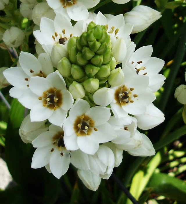 オーニソガラムの花言葉と誕生花 花の持つ言葉