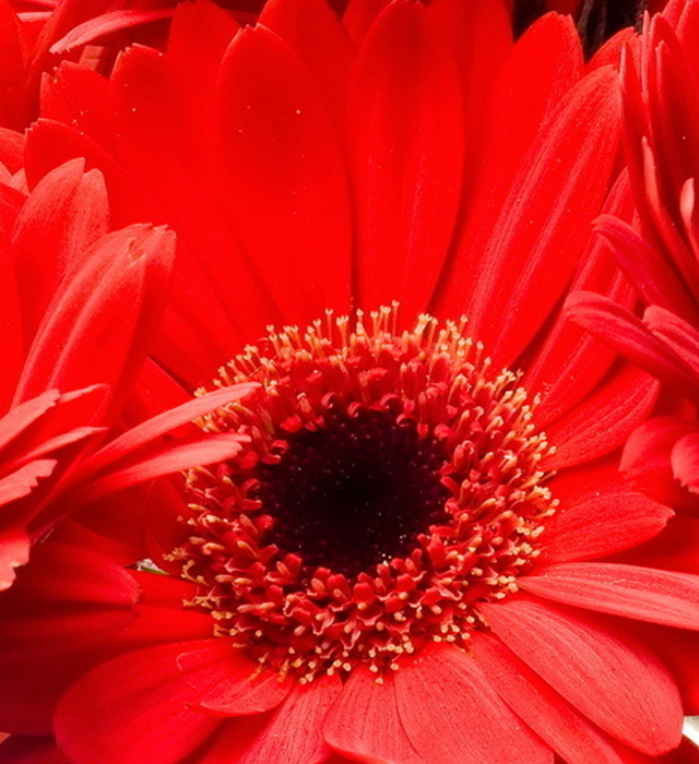 赤色のガーベラの花言葉と誕生花 花の持つ言葉
