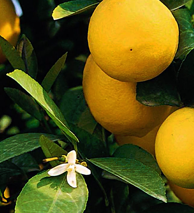 レモン（檸檬）の写真