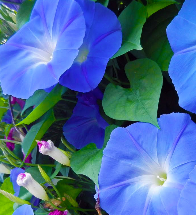 アサガオ 朝顔 の花言葉と誕生花 花の持つ言葉