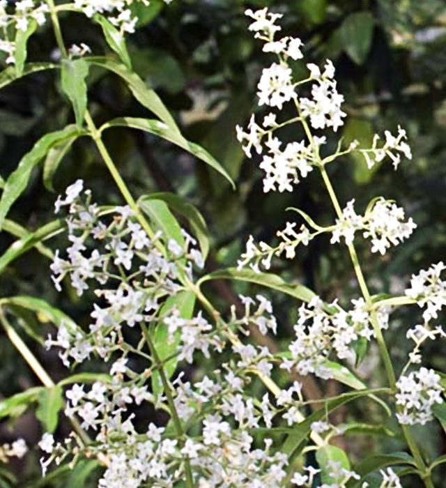 レモンバーベナの花言葉と誕生花 花の持つ言葉