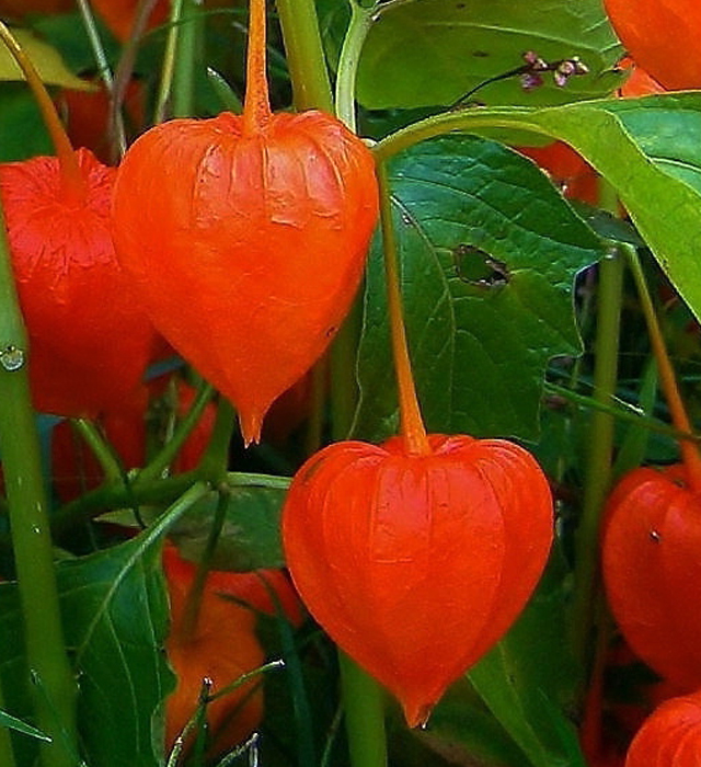 50 素晴らしい鬼灯 花 画像 最高の花の画像