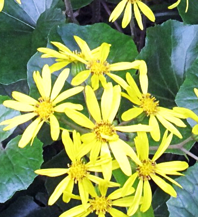 ツワブキ 石蕗 艶蕗 の花言葉と誕生花 花の持つ言葉