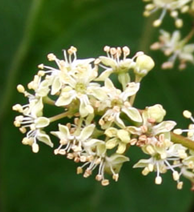 ハゼノキ 櫨の木 黄櫨の木 の花言葉と誕生花 花の持つ言葉