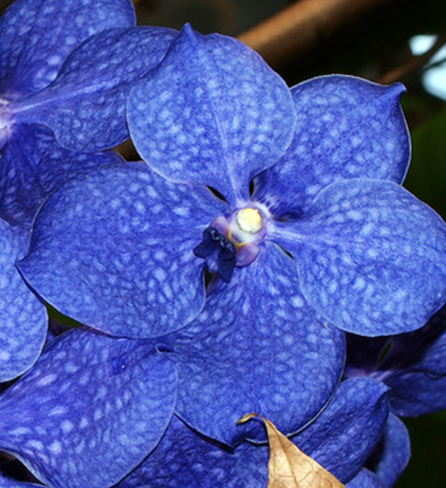 バンダの花言葉と誕生花 花の持つ言葉