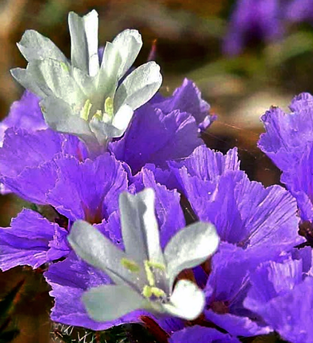 ハナハマサジ（花浜匙）の写真