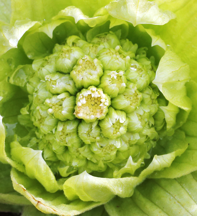 フキノトウ 蕗 苳 款冬 菜蕗 の薹の花言葉と誕生花 花の持つ言葉