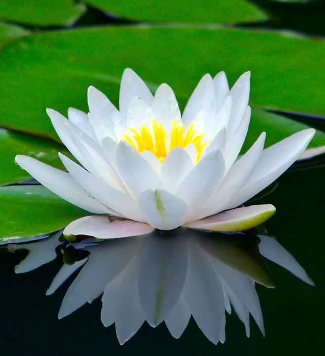 スイレン 睡蓮 の花言葉と誕生花 花の持つ言葉