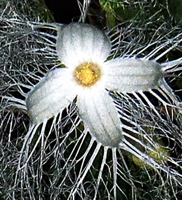 カラスウリ 烏瓜 の花言葉と誕生花 花の持つ言葉