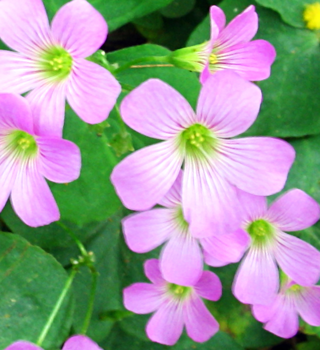 オキザリスの花言葉と誕生花 花の持つ言葉