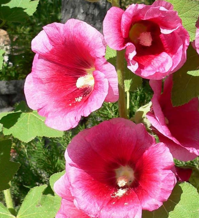 タチアオイ 立葵 の花言葉と誕生花 花の持つ言葉