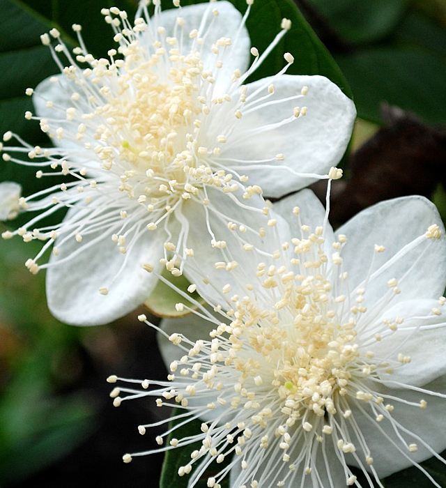 グァバの花言葉と誕生花 花の持つ言葉