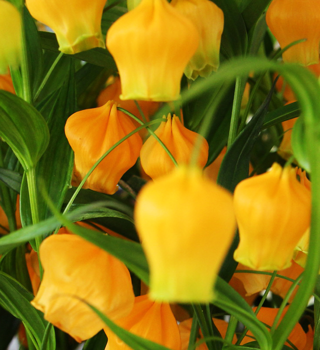 サンダーソニアの花言葉と誕生花 花の持つ言葉