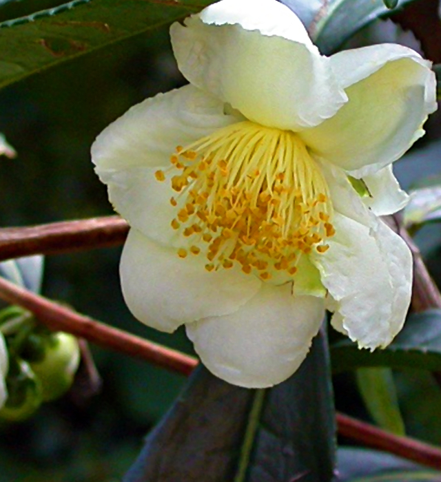 チャノキ 茶の木 茶樹 の花言葉と誕生花 花の持つ言葉