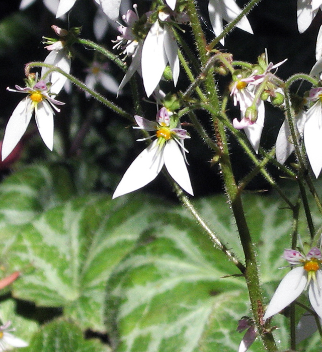 ユキノシタ 雪の下 の花言葉と誕生花 花の持つ言葉