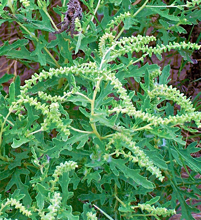 ブタクサ 豚草 の花言葉と誕生花 花の持つ言葉