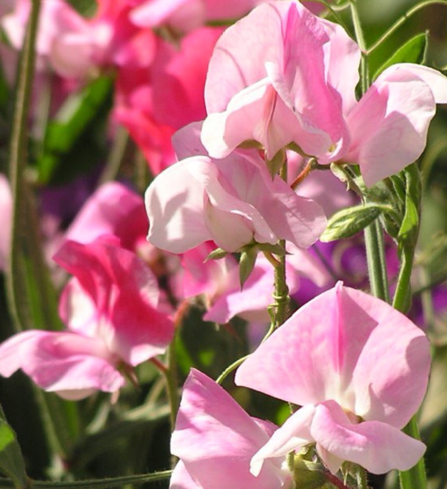 スイートピーの花言葉と誕生花 花の持つ言葉