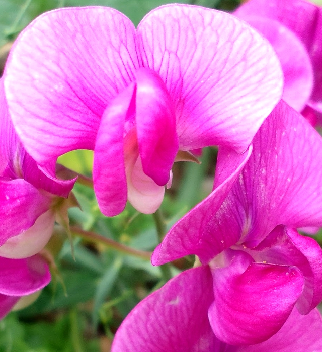 ピンク色のスイートピーの花言葉と誕生花 花の持つ言葉