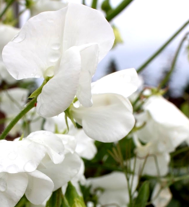 白色のスイートピーの花言葉と誕生花 花の持つ言葉