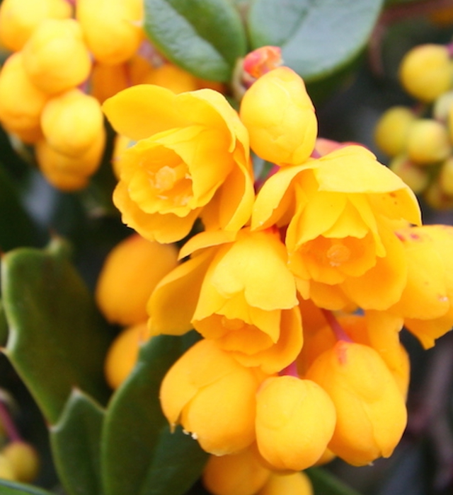 ヒイラギナンテン 柊南天 の花言葉と誕生花 花の持つ言葉