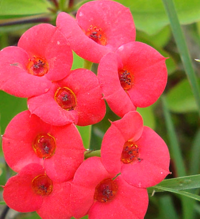 ハナキリン 花麒麟 の花言葉と誕生花 花の持つ言葉