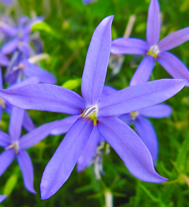 イソトマの花言葉と誕生花 花の持つ言葉