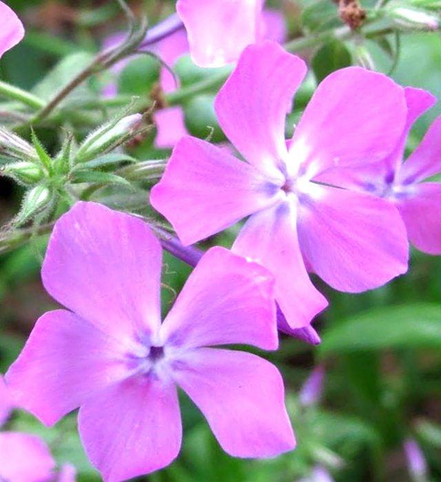 ハナダイコン 花大根 の花言葉と誕生花 花の持つ言葉