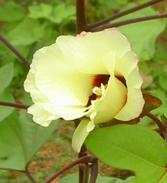 コットンフラワーの花言葉と誕生花 花の持つ言葉