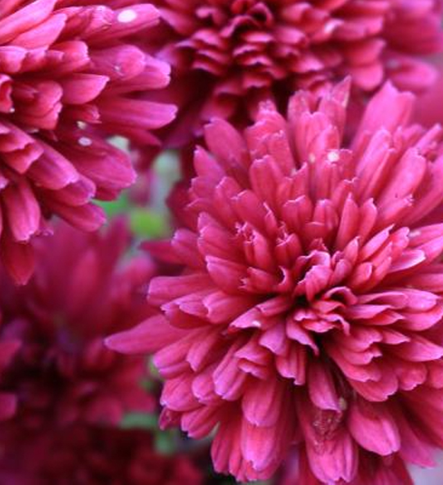 キク 菊 紫紅 の花言葉と誕生花 花の持つ言葉