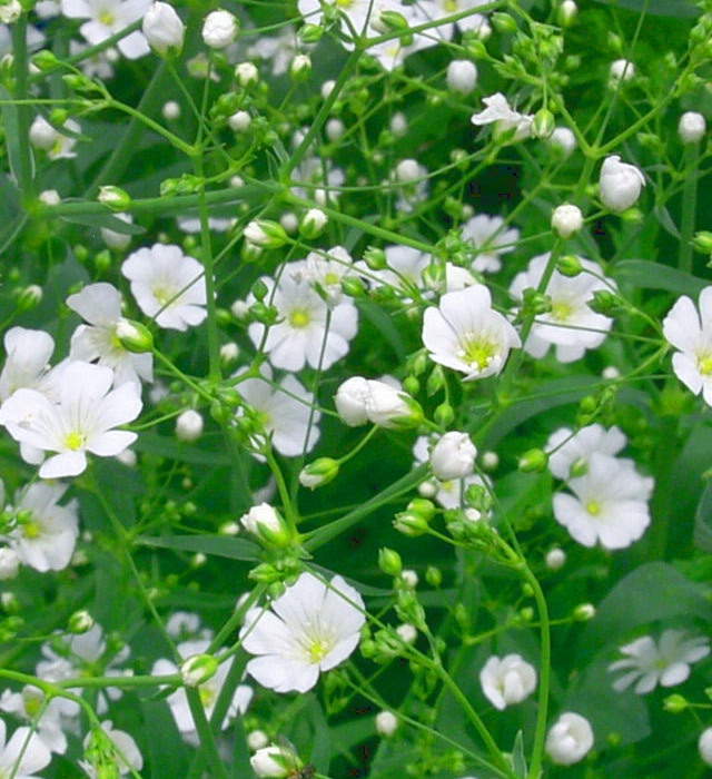 カスミソウ 霞草 の花言葉と誕生花 花の持つ言葉