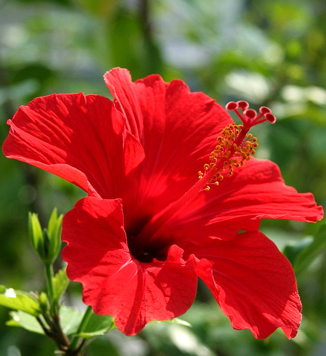 ハイビスカスの花言葉と誕生花 花の持つ言葉