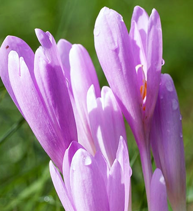 コルチカムの花言葉と誕生花 花の持つ言葉