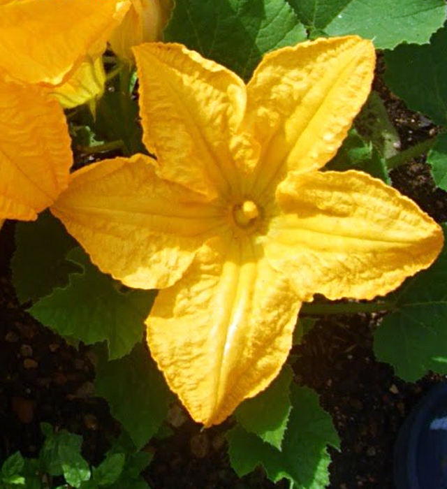 カボチャ 南瓜 の花言葉と誕生花 花の持つ言葉