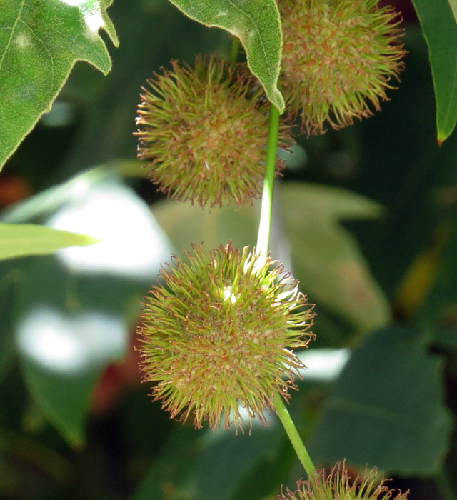 スズカケノキ 鈴掛の木 篠懸の木 の花言葉と誕生花 花の持つ言葉