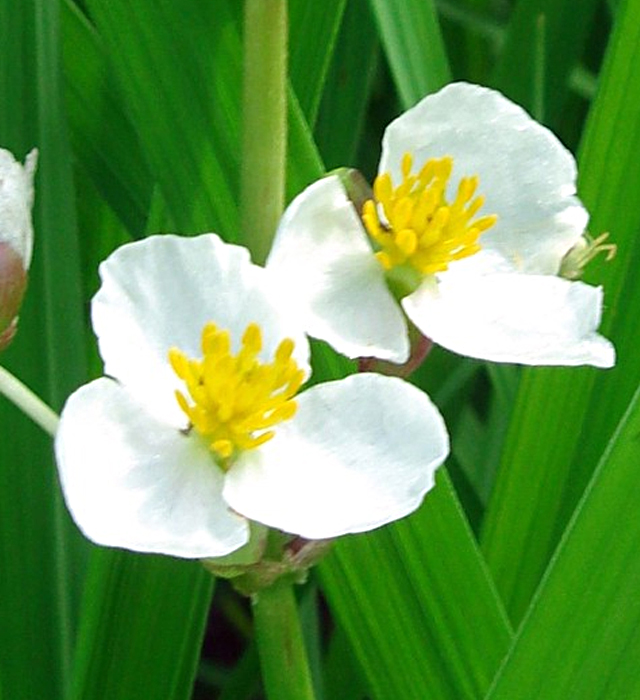 クワイ 慈姑 の花言葉と誕生花 花の持つ言葉