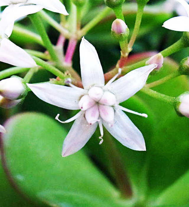 カネノナルキ 金のなる木 の花言葉と誕生花 花の持つ言葉