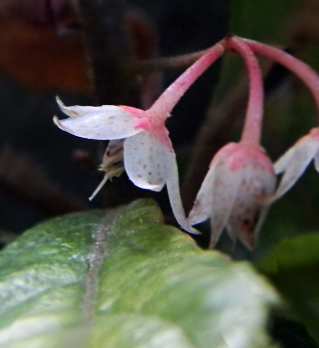 ヤブコウジ 藪柑子 の花言葉と誕生花 花の持つ言葉