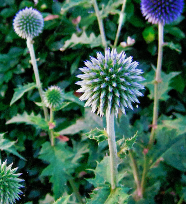 ルリタマアザミの花言葉と誕生花 花の持つ言葉