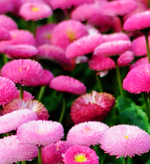 ヒナギク 雛菊 の花言葉と誕生花 花の持つ言葉