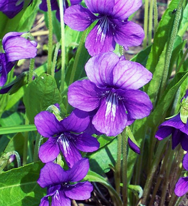 スミレ 菫 の花言葉と誕生花 花の持つ言葉