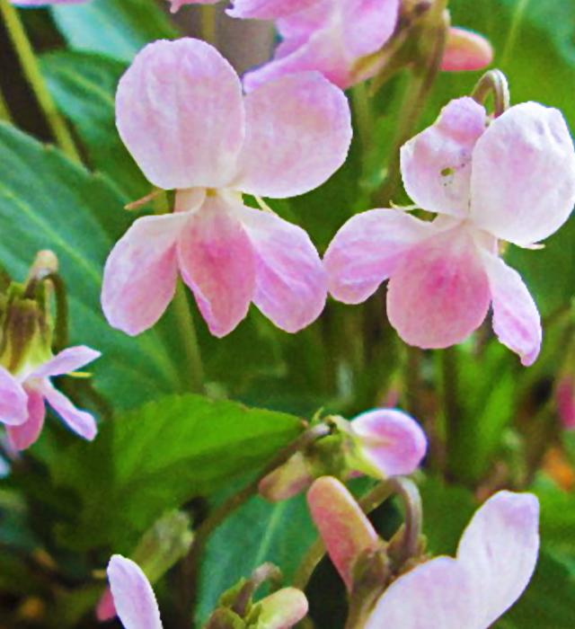 ピンク色のスミレ 菫 の花言葉と誕生花 花の持つ言葉