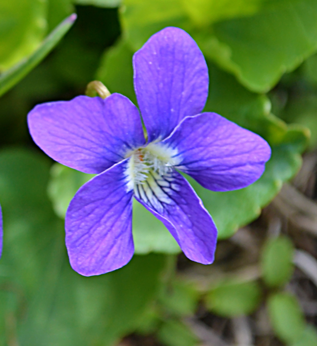 紫色のスミレ（菫）の写真