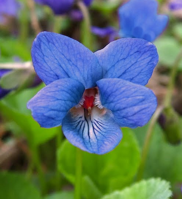 青色のスミレ 菫 の花言葉と誕生花 花の持つ言葉