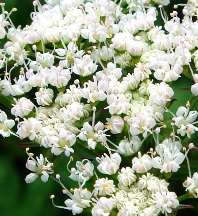 セリ 芹 の花言葉と誕生花 花の持つ言葉